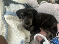 Cockapoo, i have to have knee surgery and dont have help