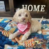 Cockapoo Puppies for sale in Berrien Springs, MI 49103, USA. price: $350