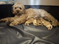 Cockapoo Puppies for sale in Baxter, MN 56425, USA. price: $1,800