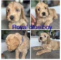 Cockapoo Puppies for sale in West Covina, CA, USA. price: $1,300