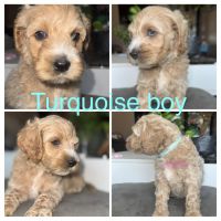 Gorgeous cockapoo puppies