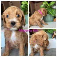 Gorgeous cockapoo puppies