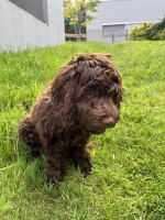 Cockapoo Puppies for sale in Cham, Switzerland. price: 3,200 CHF