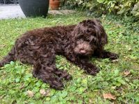 Beautiful female Cockapoo puppy 18 weeks