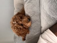 Bentley is looking for a new family.