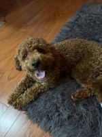 Bentley is looking for a new family.