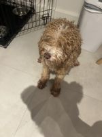 Cockapoo for sale
