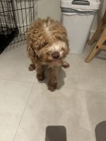 Cockapoo for sale