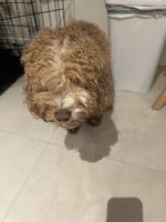 Cockapoo Puppies for sale in North Miami Beach, FL, USA. price: $300