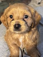 Cockapoo Puppies for sale in Yelm, WA, USA. price: $1,200