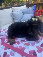 Cavapoo / Cockapoo Puppies