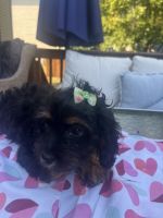 Cavapoo / Cockapoo Puppies