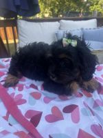 Cavapoo / Cockapoo Puppies