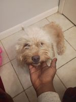 Cockapoo dog golden white