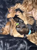 Cockapoo Puppies for sale in Queens, NY, USA. price: $1,500