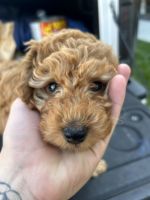 Miniature Cockapoo F1BB