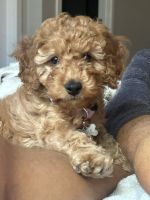 Cockapoo Puppies for sale in Coeur d'Alene, ID, USA. price: $2,000