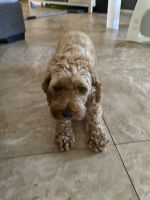 AKC Cockapoo. Male