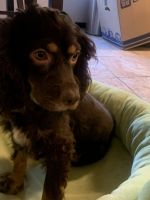 Energetic Cockapoo Looking for a Loving Home!