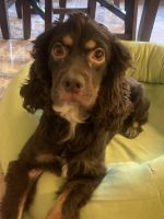 Energetic Cockapoo Looking for a Loving Home!