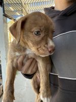 Ready to take home your new best friend?