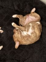 Ready to take home your new best friend?