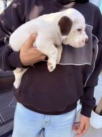 Ready to take home your new best friend?