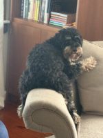 Cockapoo looking for a new home