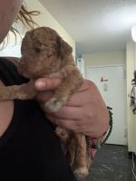 Cockapoo Puppies