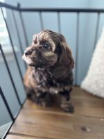 Miniature Female Cockapoo