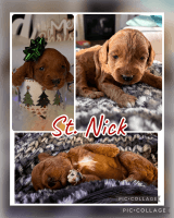 Red Cockapoo puppies