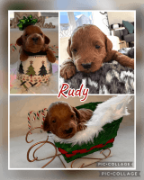 Red Cockapoo puppies