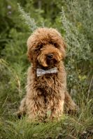 Cockapoo Puppies for sale in Blackfalds, AB T0M, Canada. price: $1,800
