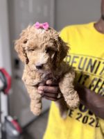 Cockapoo Puppies for sale in Houston, TX, USA. price: $800