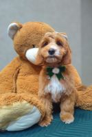Cockapoo Puppies for sale in 86405 Meitingen, Germany. price: 1,800 EUR