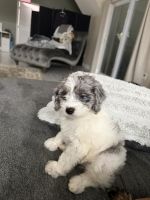 Cockapoo Puppies for sale in Orlando, FL, USA. price: $1,500