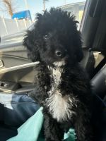 Cockapoo Puppies for sale in Elizabeth, NJ, USA. price: $600