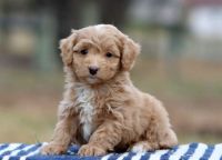 Lovely Cockapoo puppies
