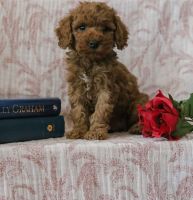 Cockapoo Puppies for sale in Mobile, AL, USA. price: $500