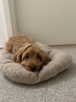 Cockapoo Puppies for sale in 3530 Houthalen-Helchteren, Belgium. price: 1,200 EUR
