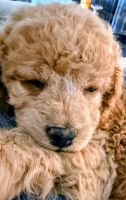 Cockapoo Puppies for sale in Harvest, AL 35749, USA. price: $700