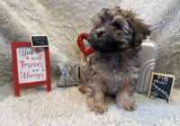 Cockapoo Puppies for sale in Earle, AR 72331, USA. price: $700