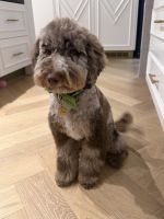 Cockapoo Puppies for sale in Balmoral QLD, Australia. price: $1,000