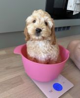 Cockapoo Puppies for sale in Orange County, CA, USA. price: $500