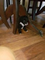 Toy Cockapoos For Sale