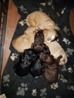 F1 Cockapoo Puppies