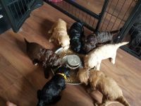 F1 Cockapoo Puppies