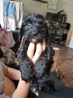 F1 Cockapoo Puppies
