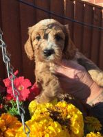 Quality F1 Red Cockapoos Ready Now!!