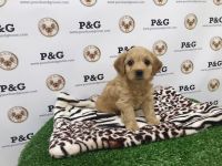 Cockapoo - Benji - Male